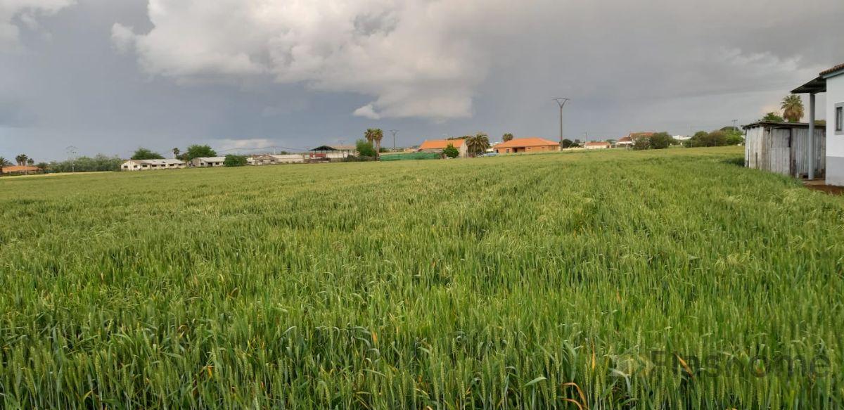 For sale of land in Don Benito