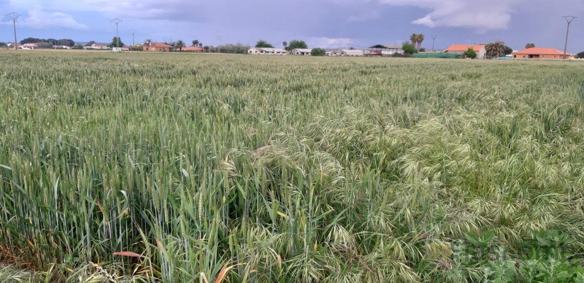 For sale of land in Don Benito