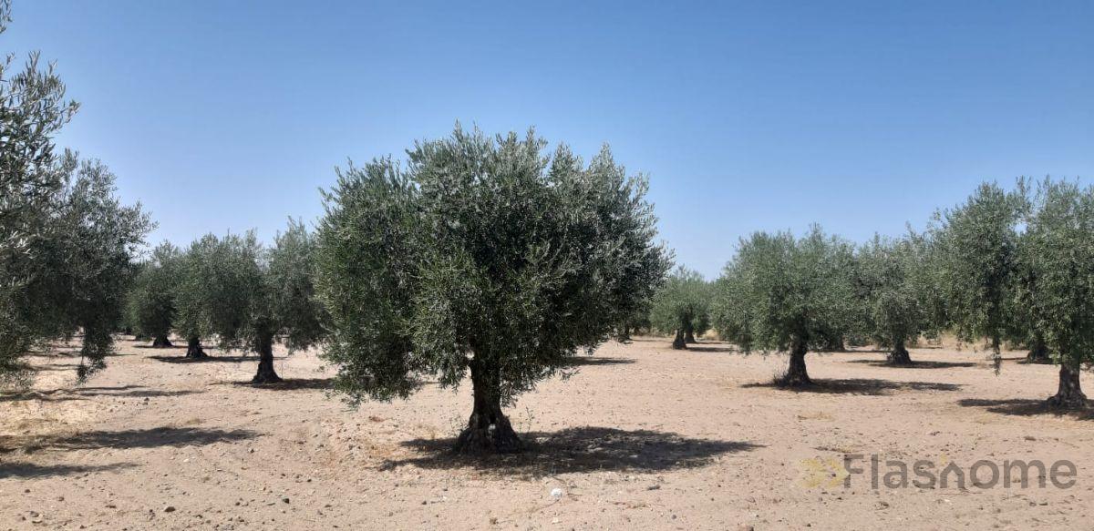 For sale of land in Don Benito