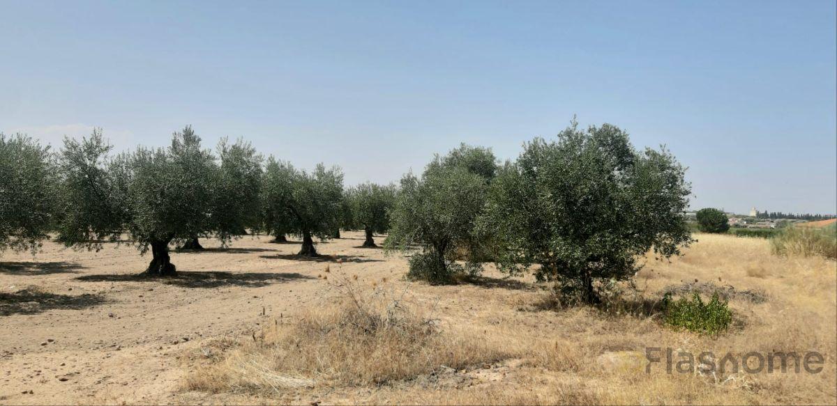 For sale of land in Don Benito