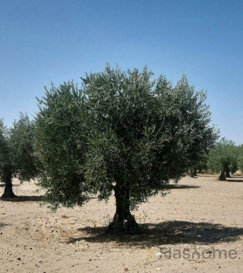 For sale of land in Don Benito