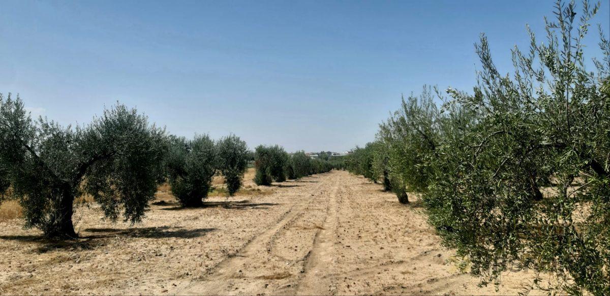 For sale of land in Don Benito