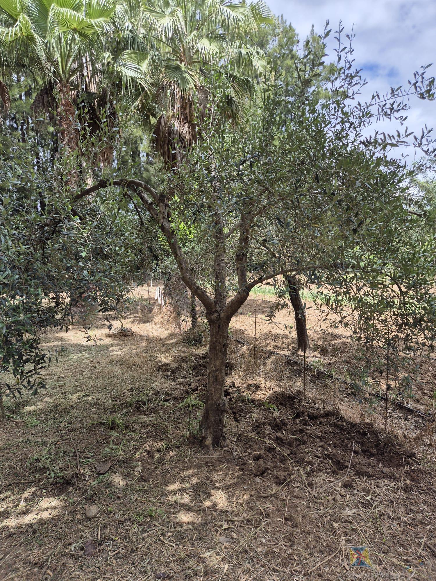 For sale of house in Estepona