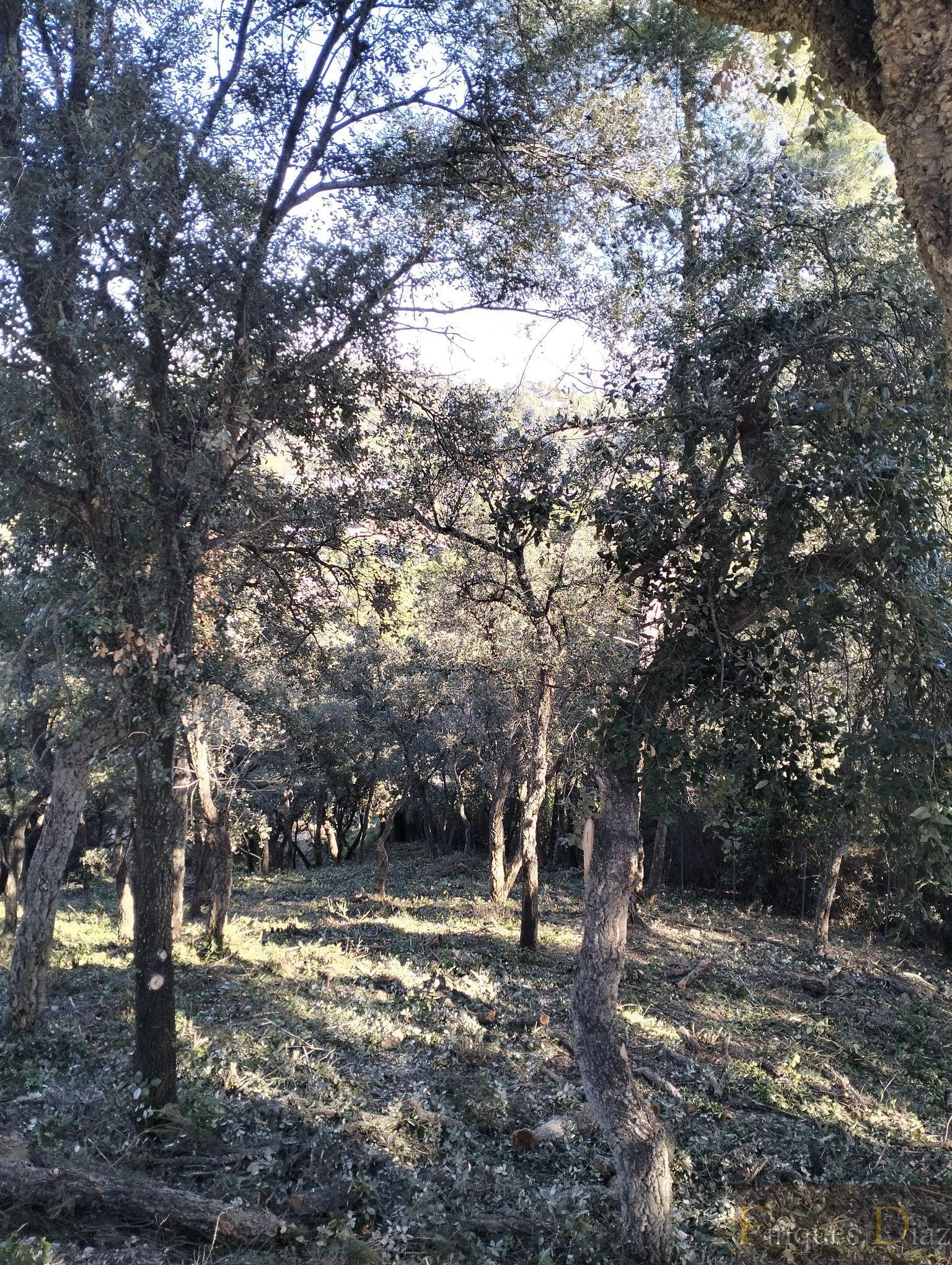 For sale of land in Palafolls