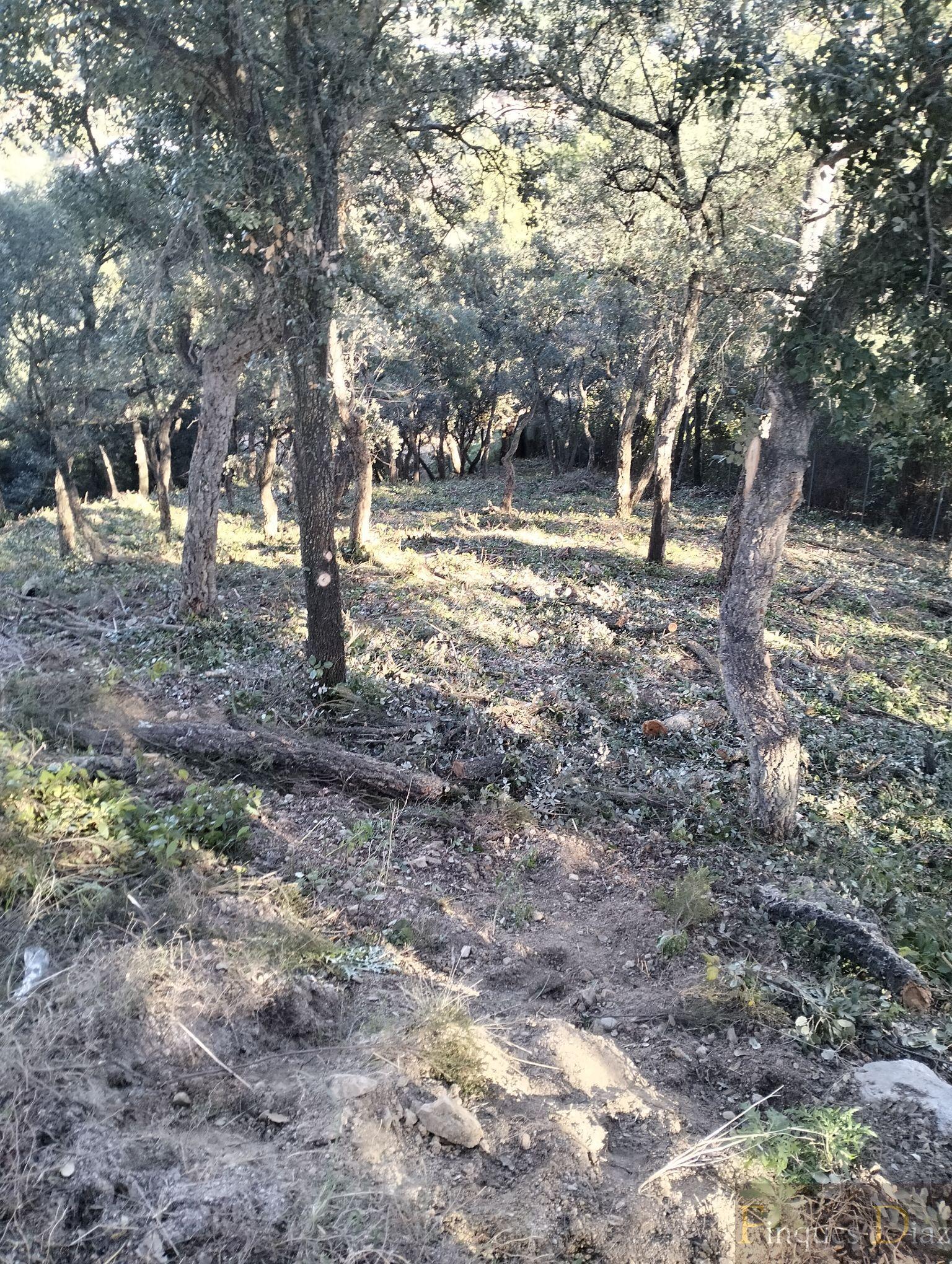 For sale of land in Palafolls