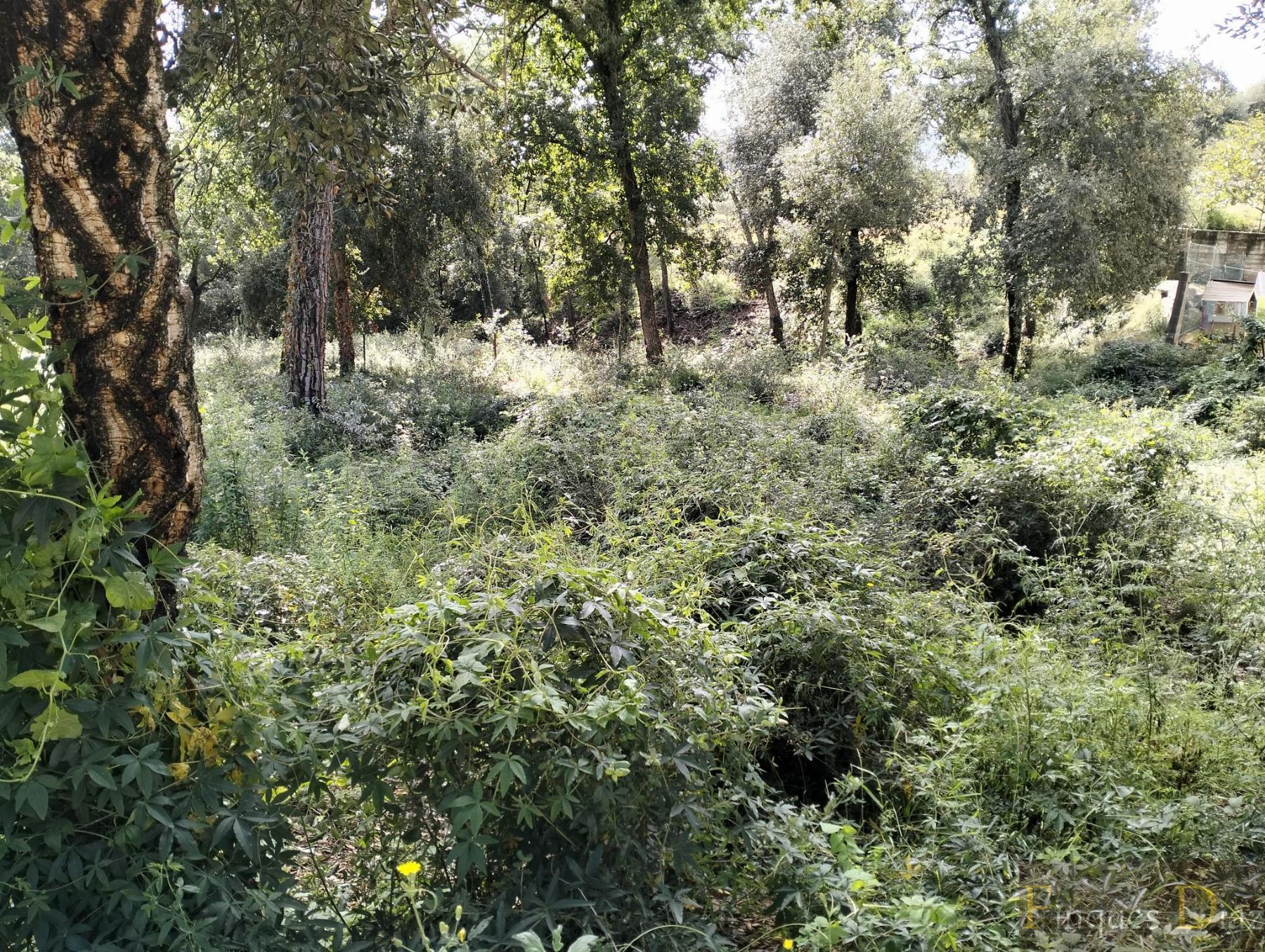 For sale of land in Palafolls