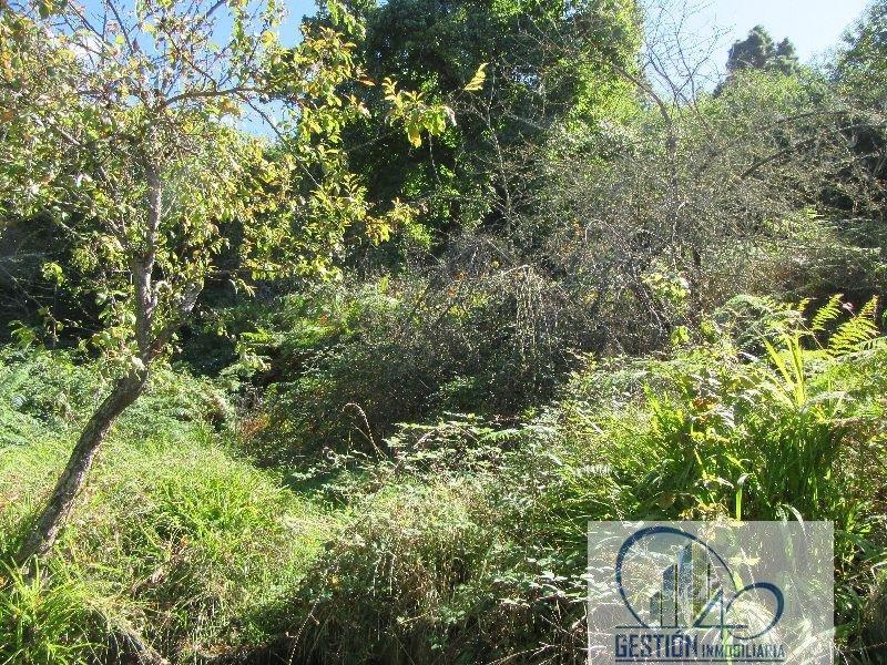 For sale of rural property in La Orotava