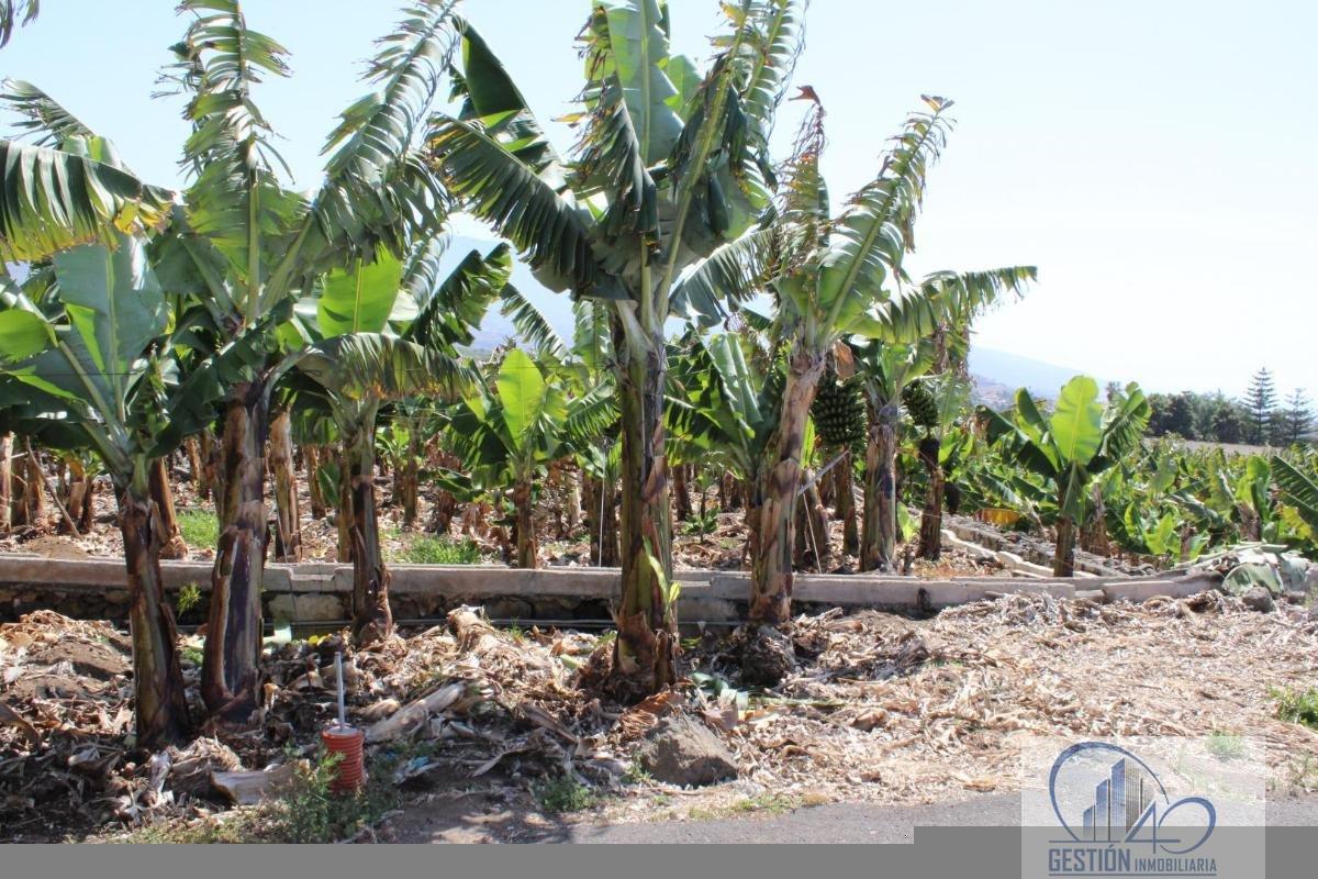 Venta de finca rústica en La Orotava