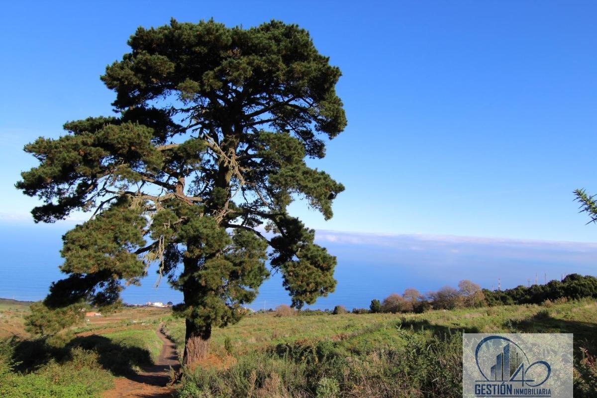 Venta de finca rústica en Los Realejos