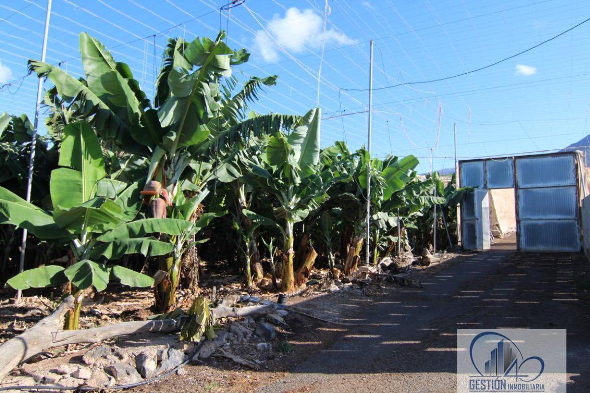 Venta de finca rústica en Guía de Isora