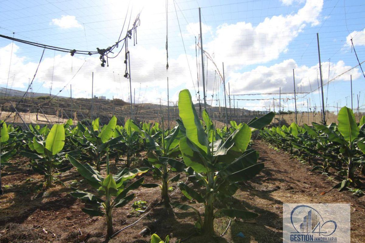 Venta de finca rústica en Guía de Isora