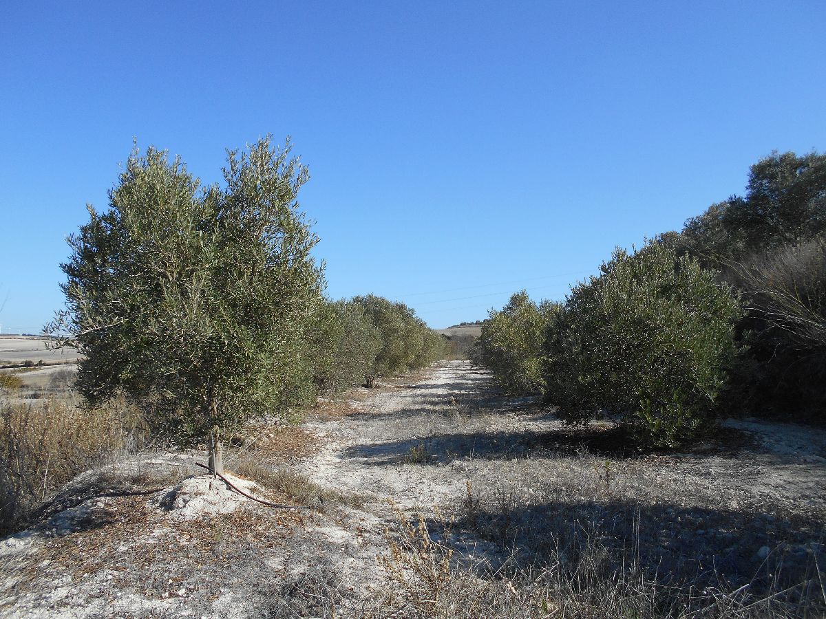 For sale of land in Chiclana de la Frontera