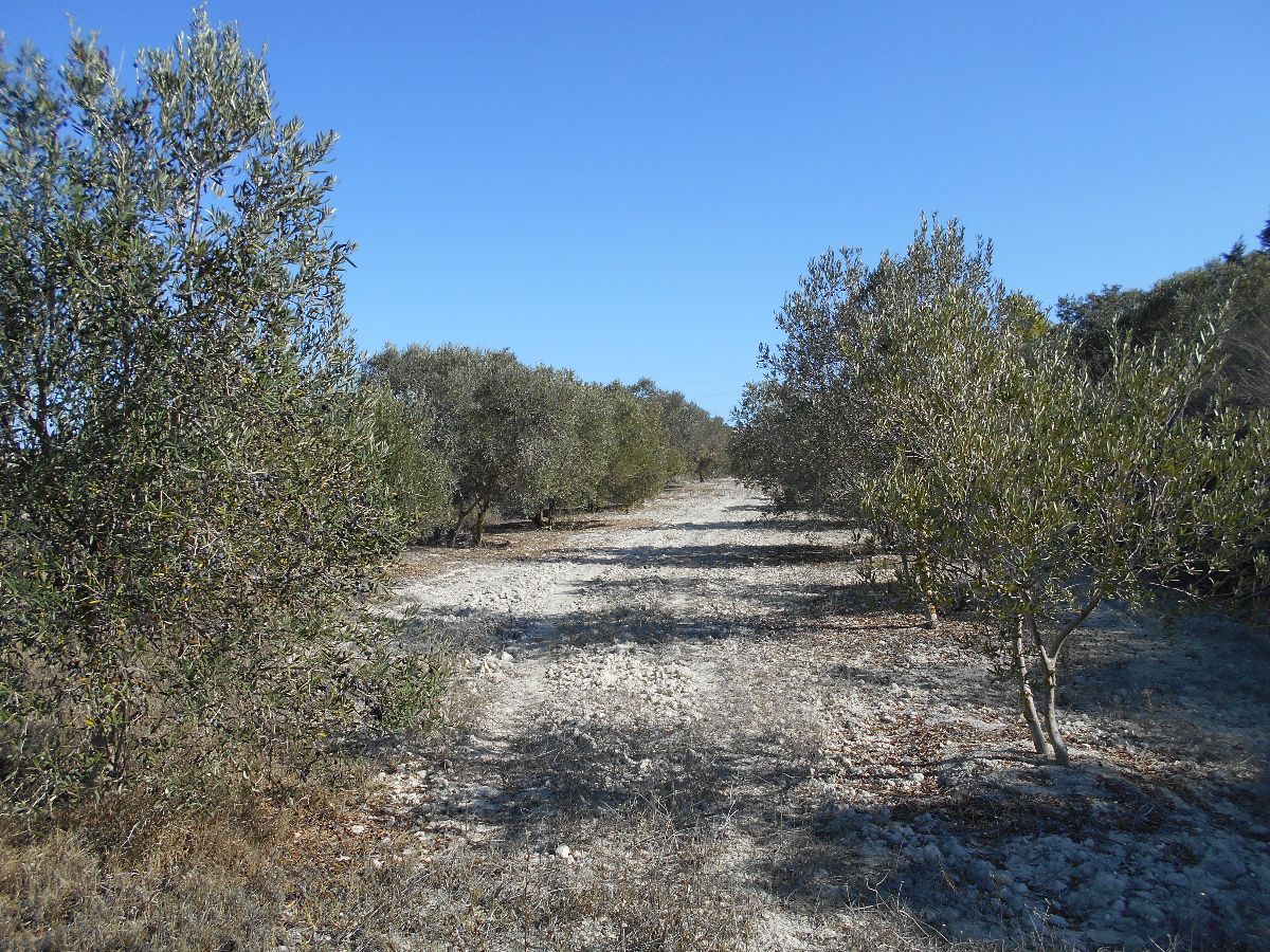 For sale of land in Chiclana de la Frontera