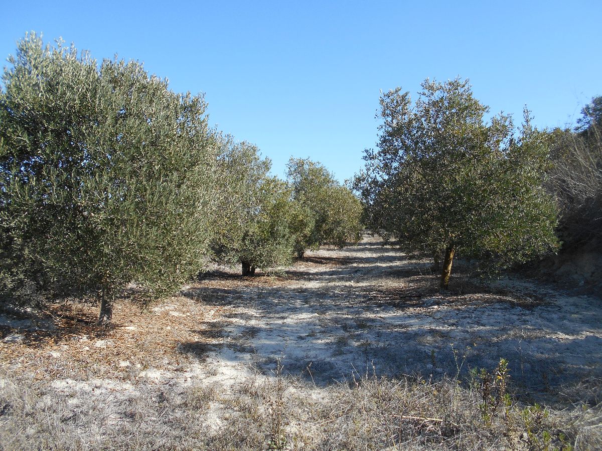 For sale of land in Chiclana de la Frontera