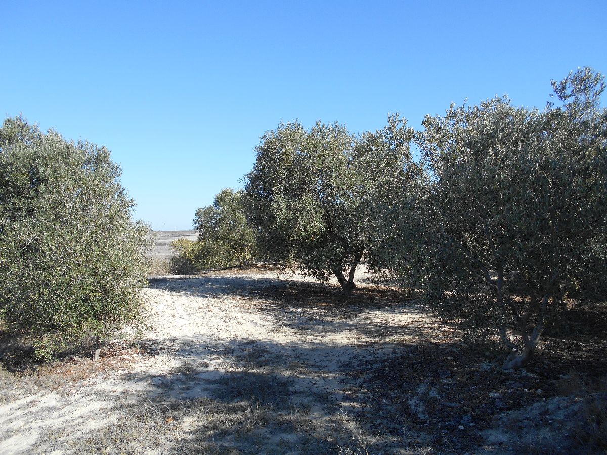 For sale of land in Chiclana de la Frontera