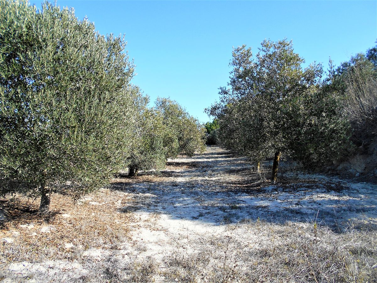 For sale of land in Chiclana de la Frontera