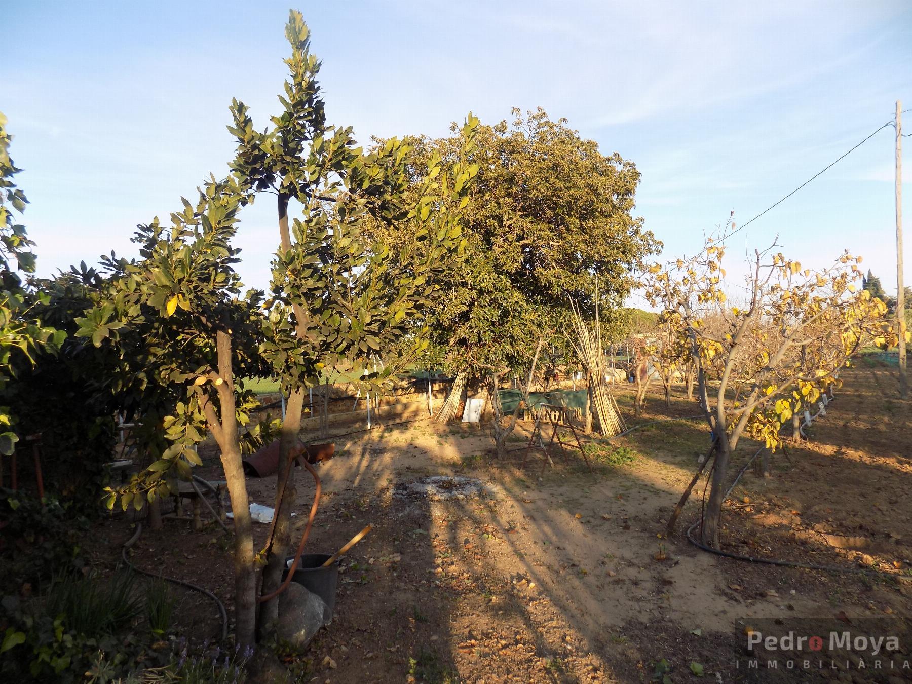 Venta de finca rústica en Mont-Roig del Camp