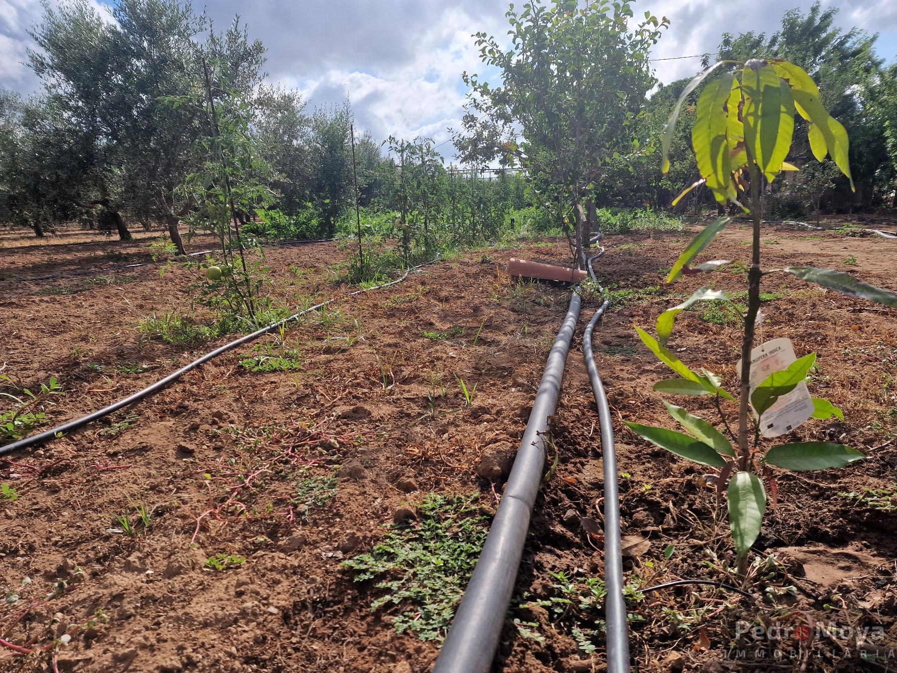 Venta de finca rústica en Mont-Roig del Camp