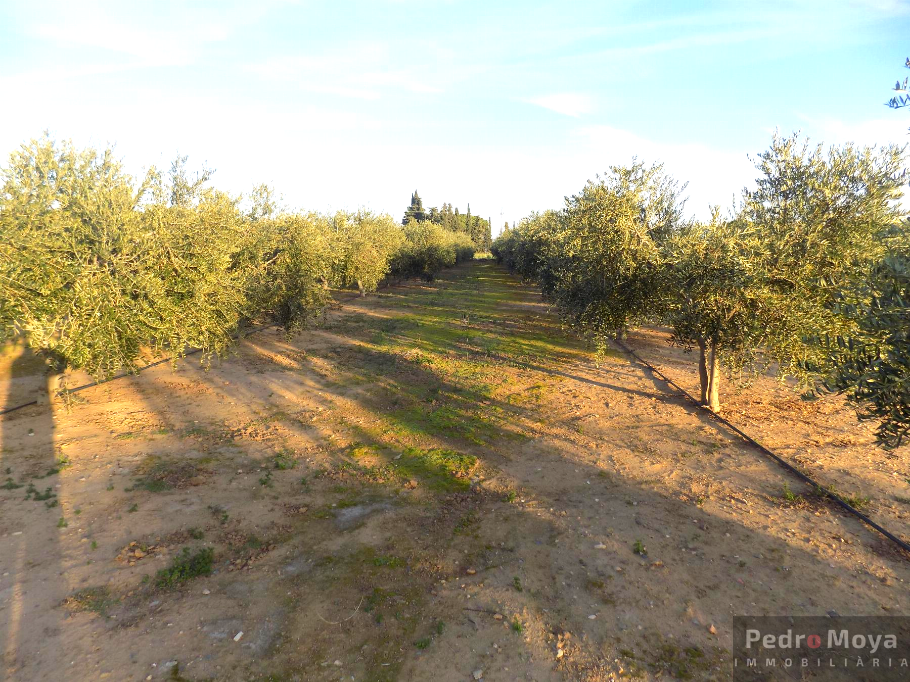 Venta de finca rústica en Mont-Roig del Camp