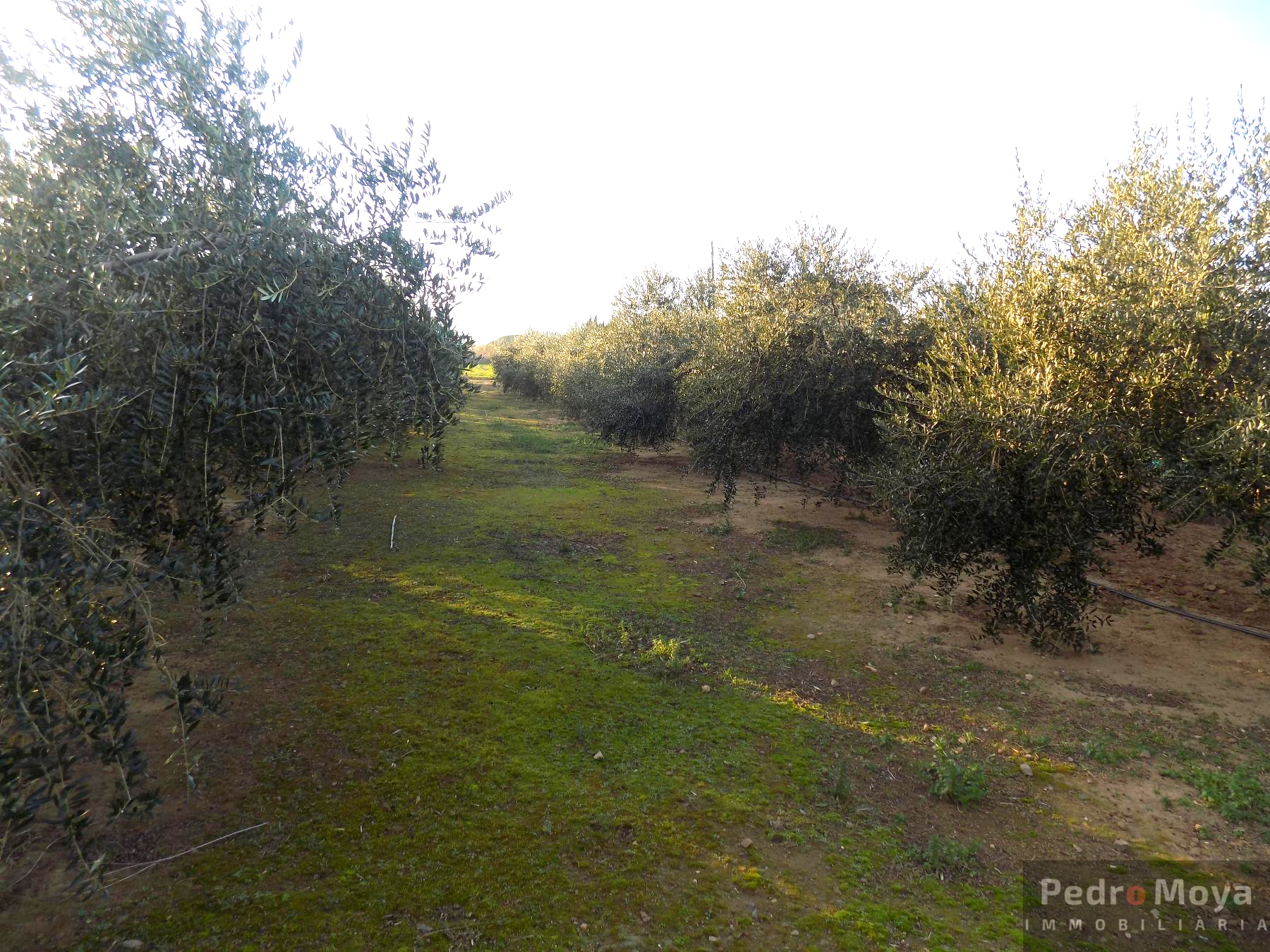 Venta de finca rústica en Mont-Roig del Camp