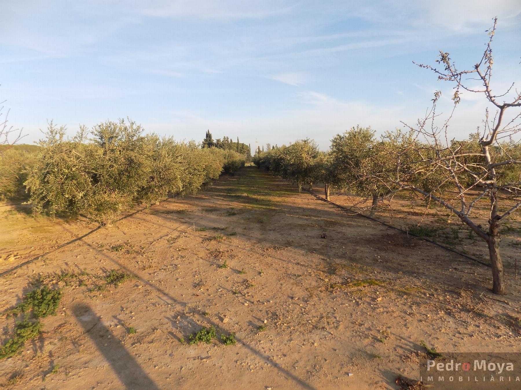 Venta de finca rústica en Mont-Roig del Camp