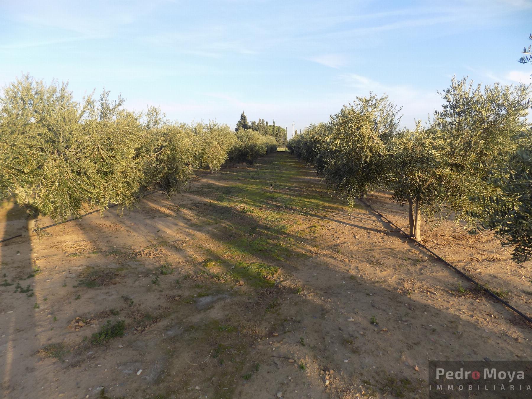 Venta de finca rústica en Mont-Roig del Camp