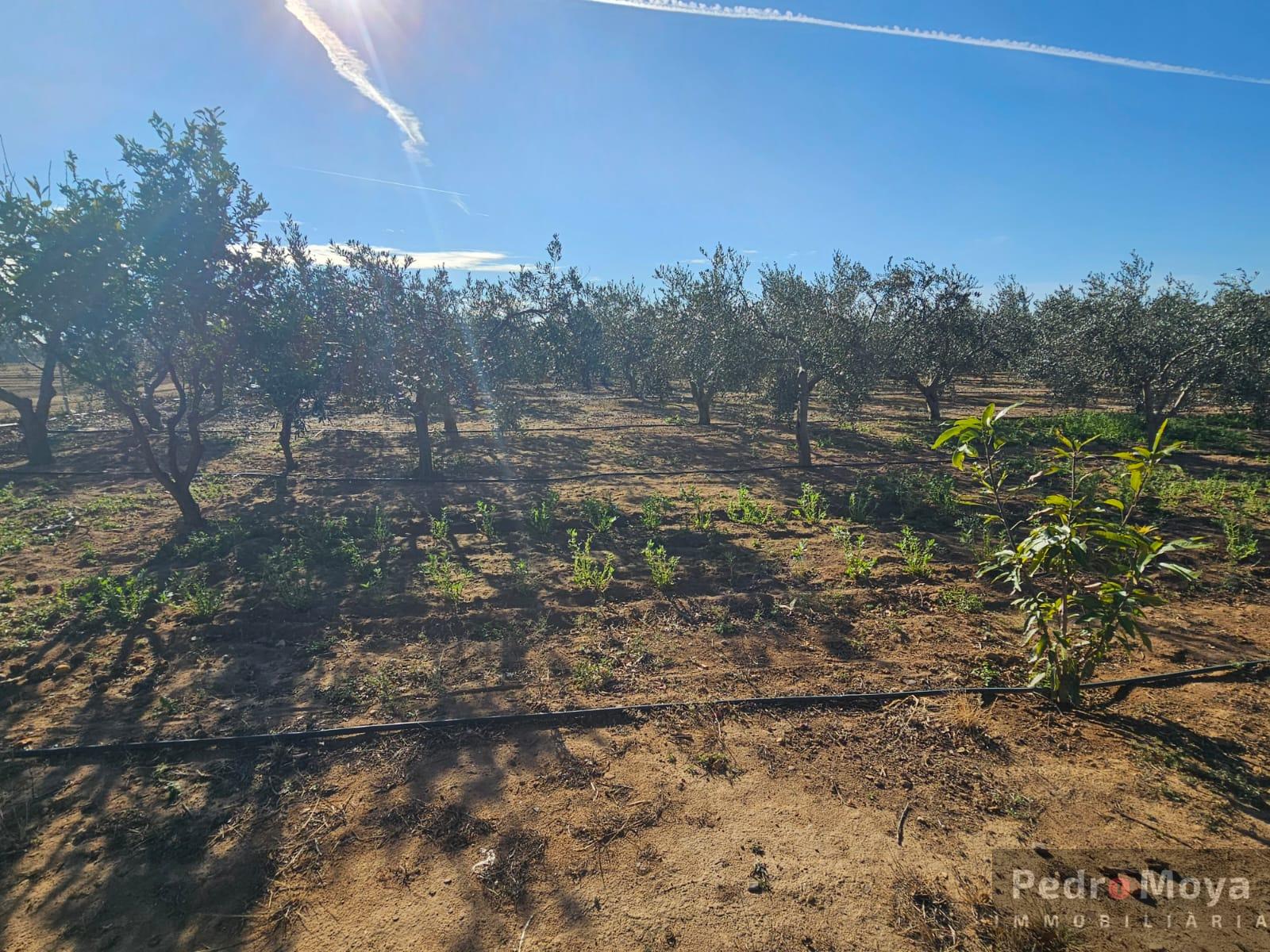 Venta de finca rústica en Mont-Roig del Camp