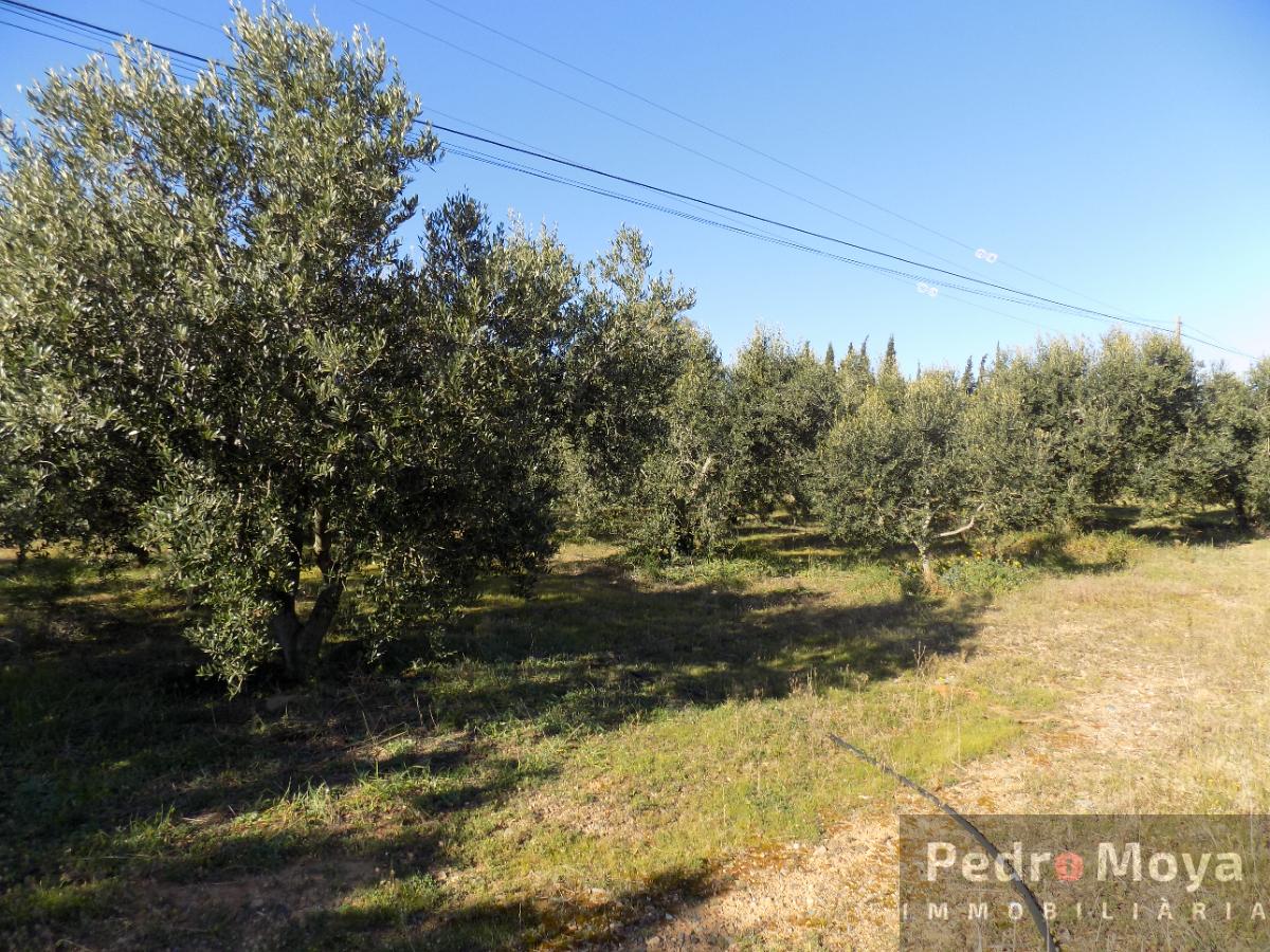 For sale of rural property in Montbrió del Camp