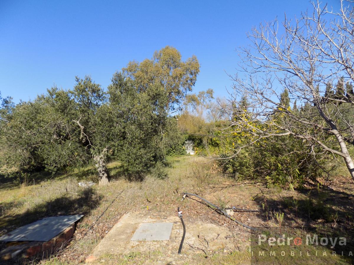 Venta de finca rústica en Montbrió del Camp