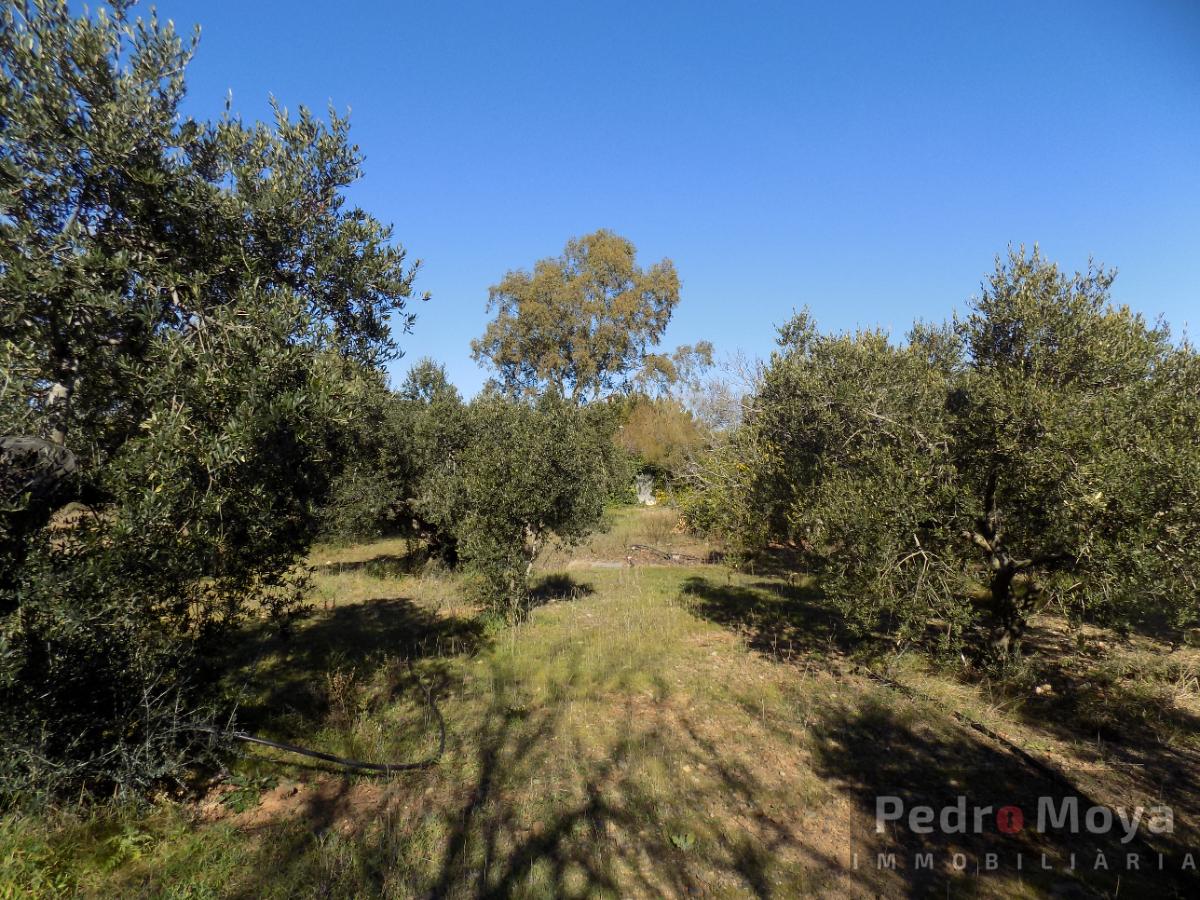 Venta de finca rústica en Montbrió del Camp