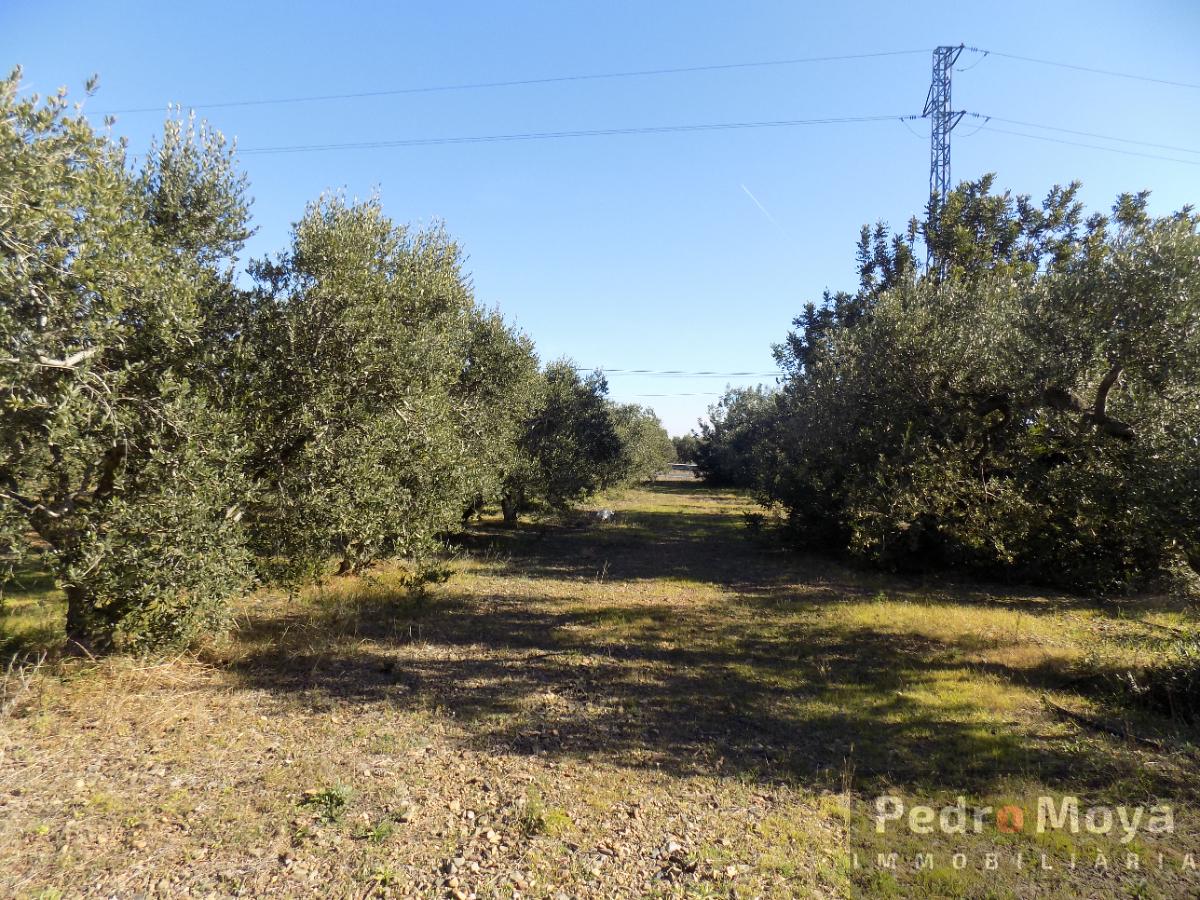 For sale of rural property in Montbrió del Camp