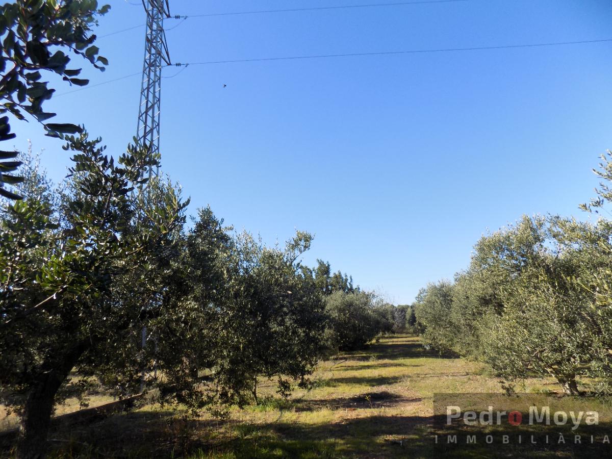 For sale of rural property in Montbrió del Camp