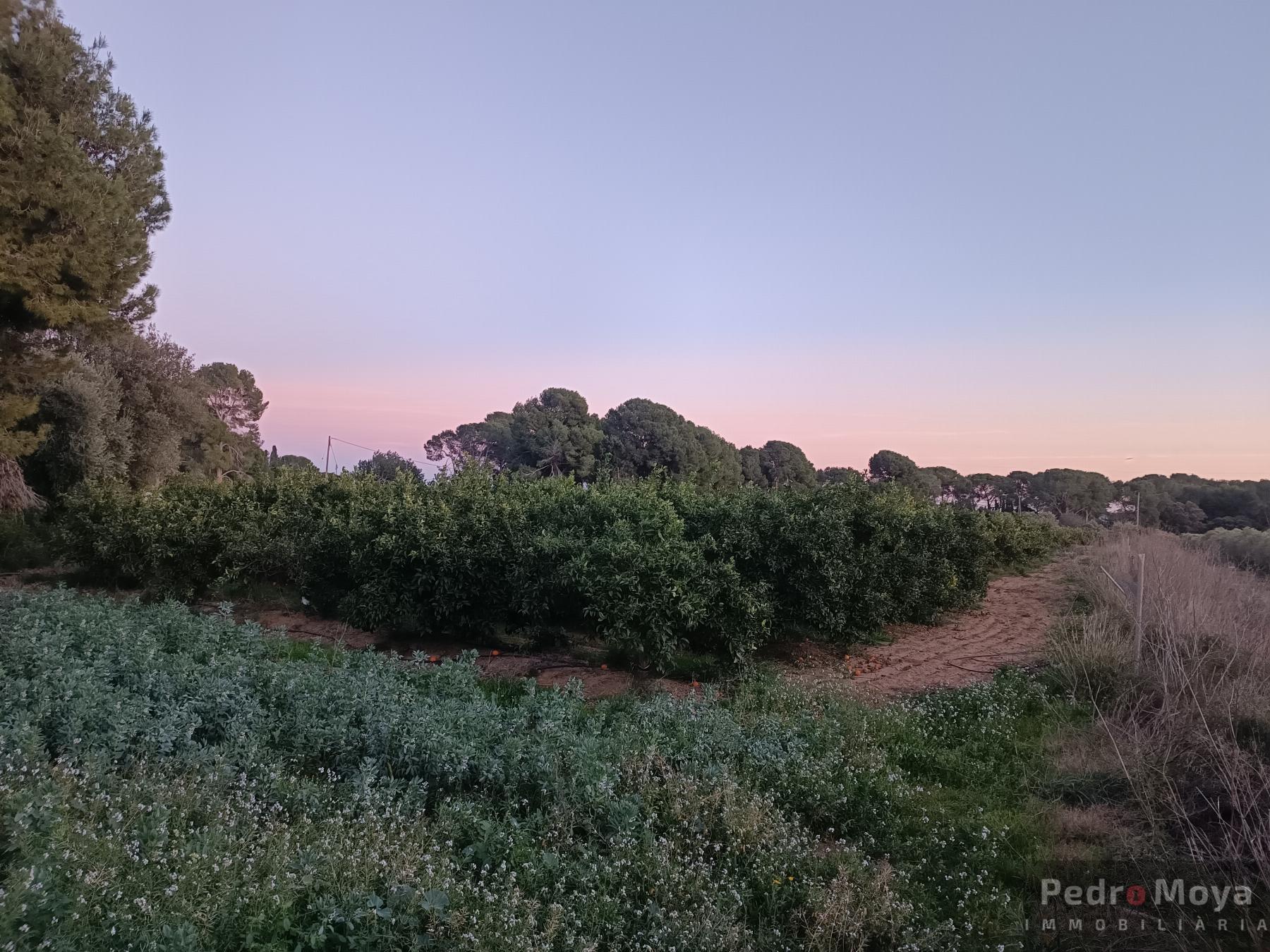 Venta de finca rústica en Cambrils