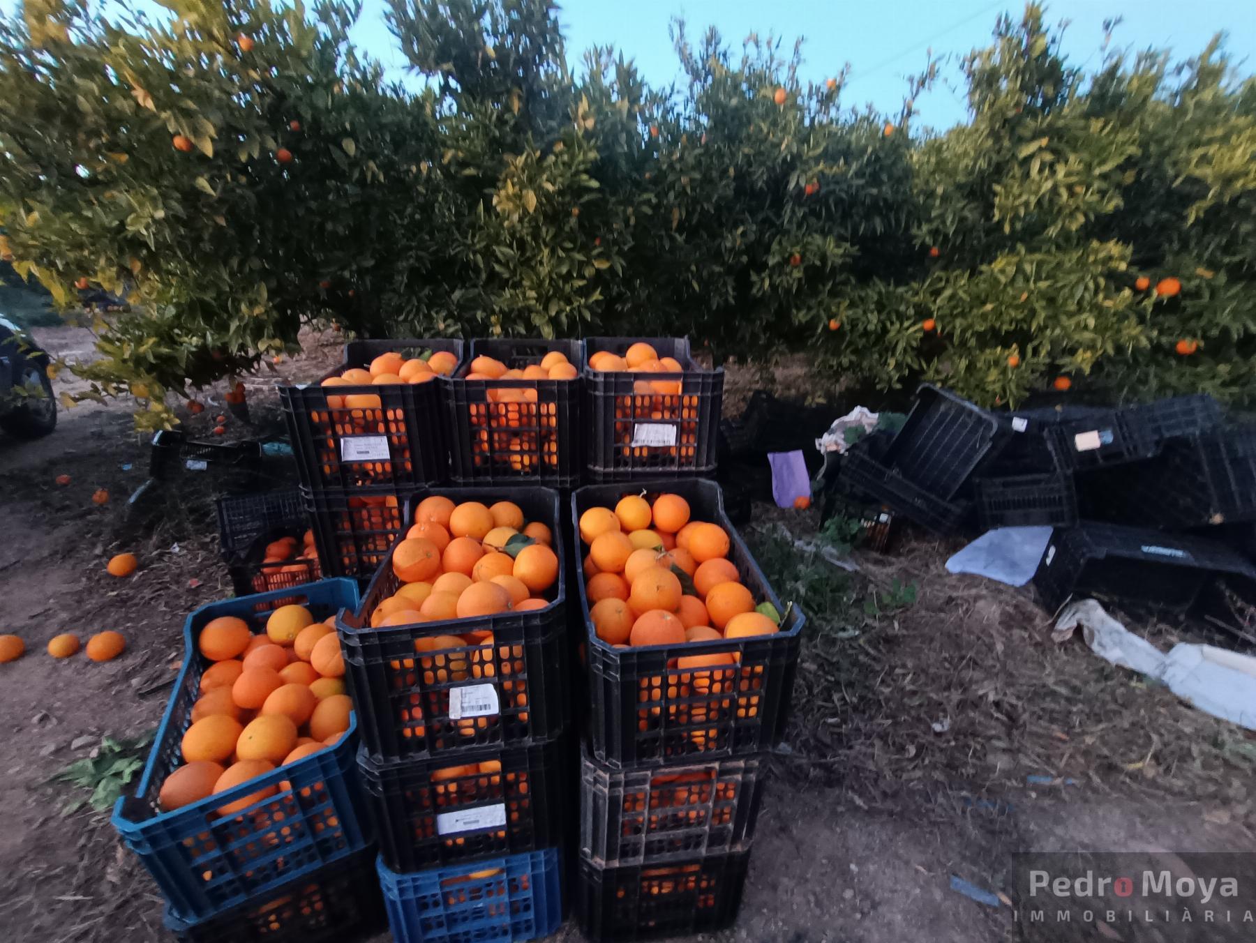 Venta de finca rústica en Cambrils