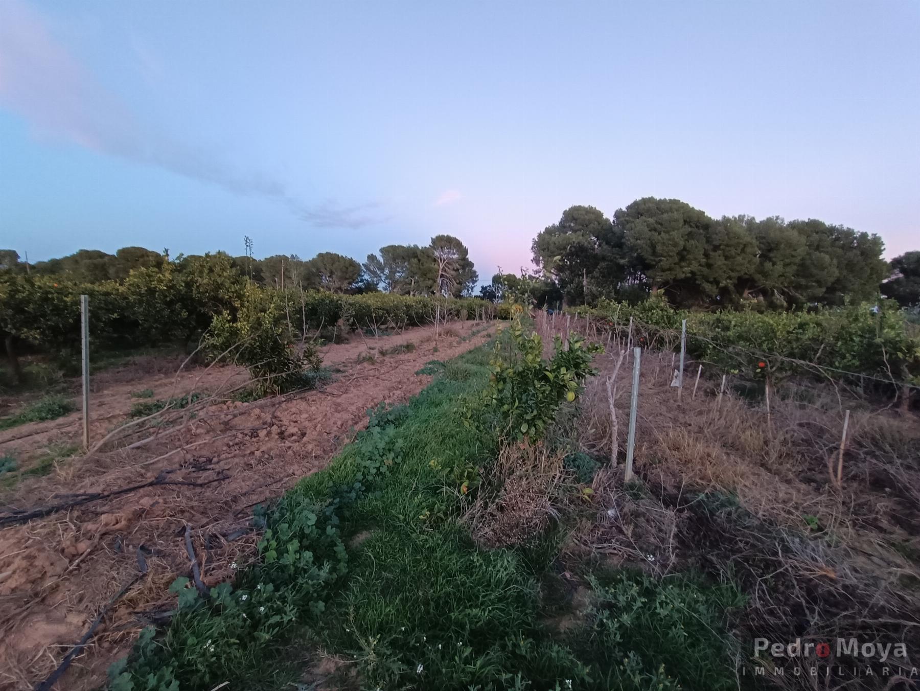 Venta de finca rústica en Cambrils