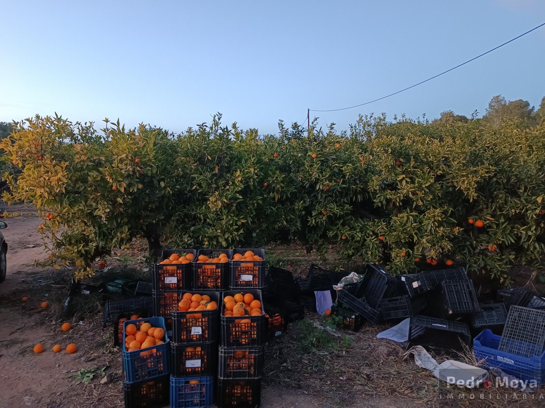Venta de finca rústica en Cambrils