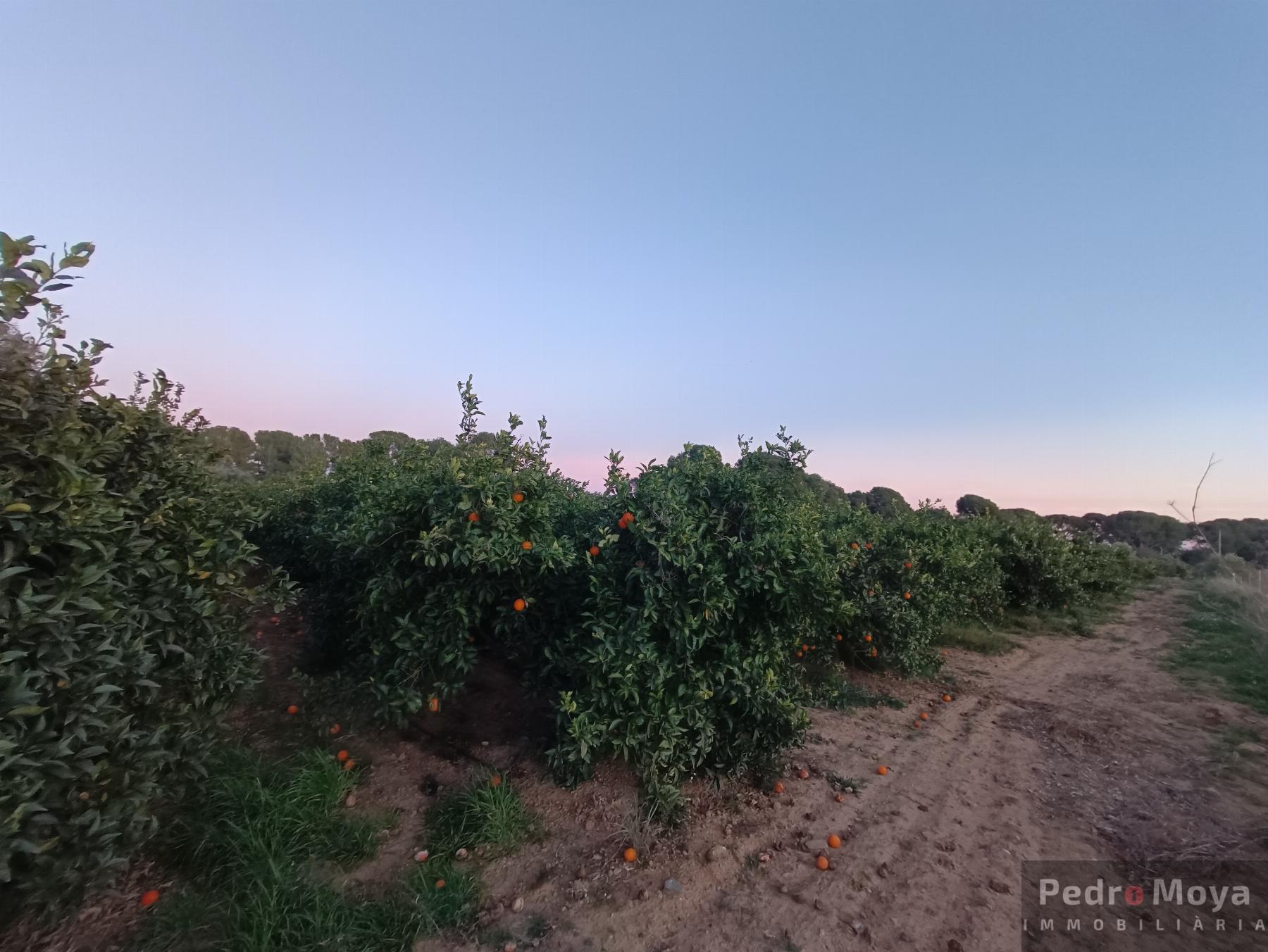 Venta de finca rústica en Cambrils