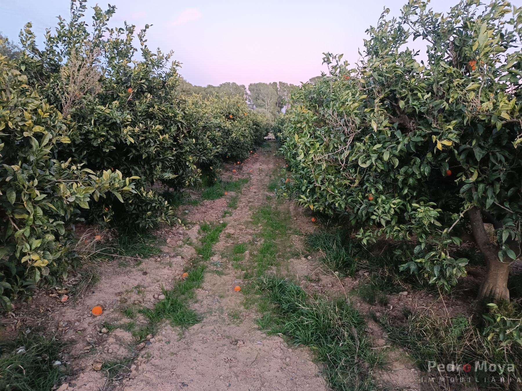 Venta de finca rústica en Cambrils