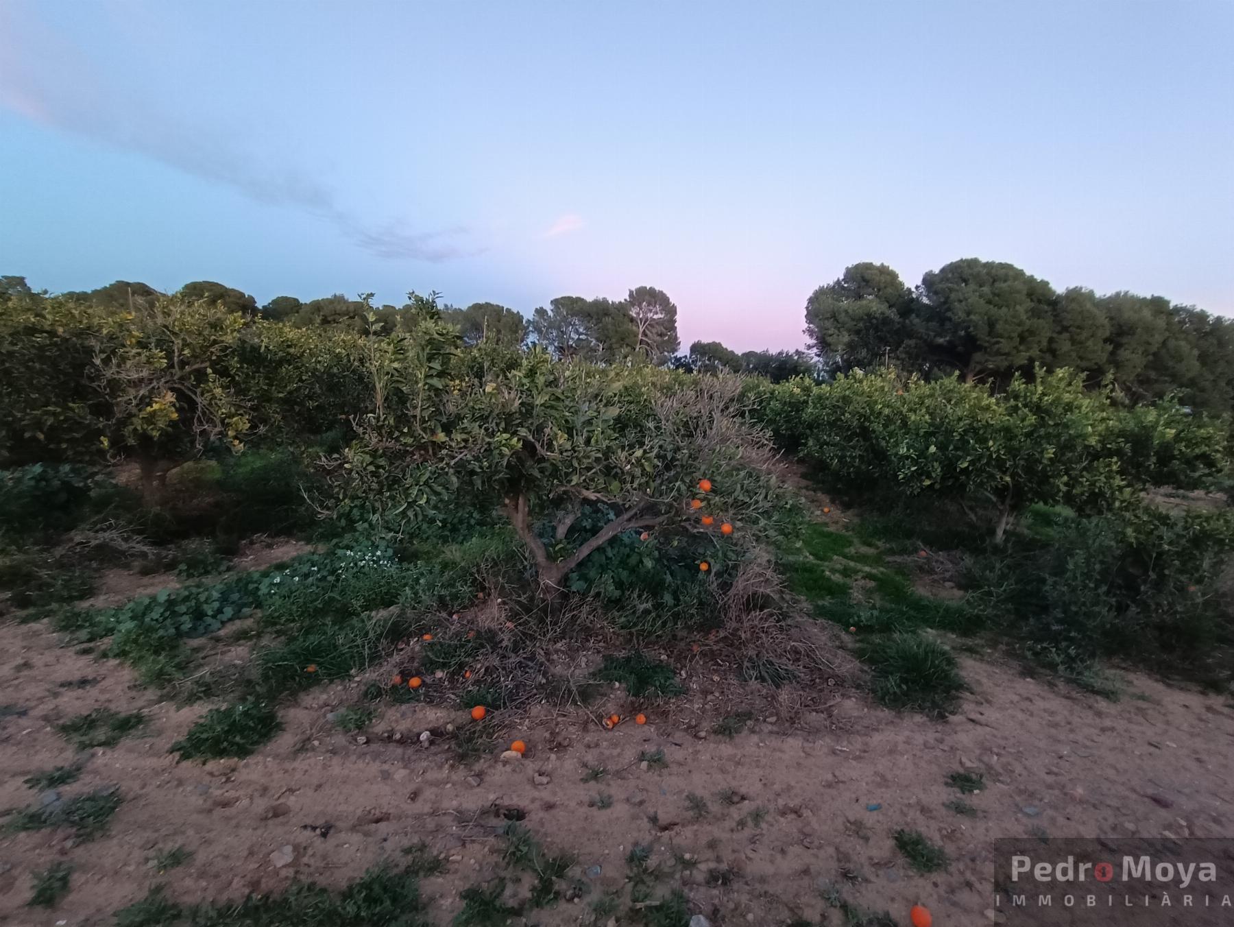 Venta de finca rústica en Cambrils