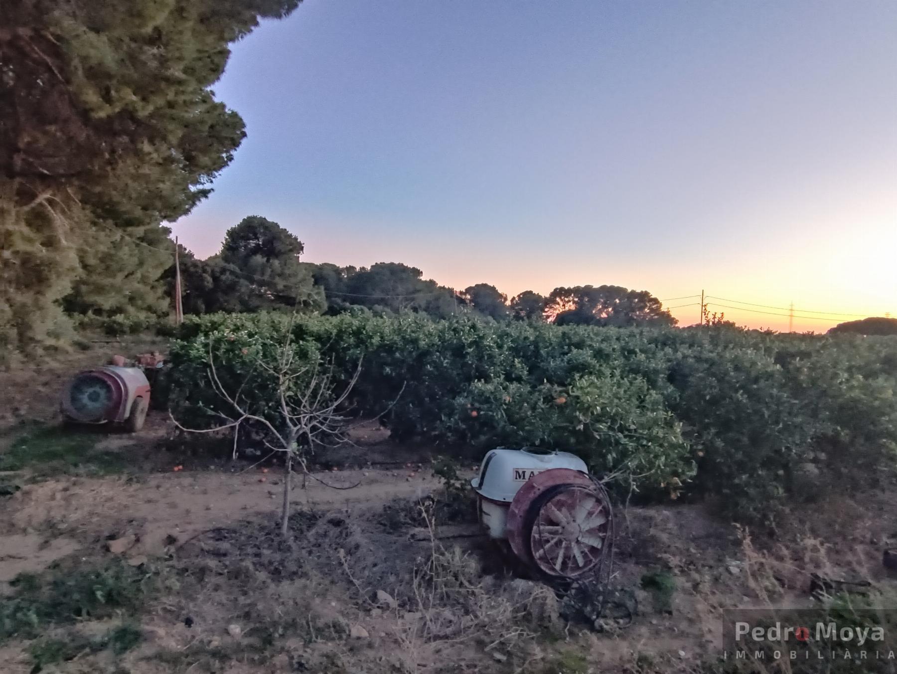 Venta de finca rústica en Cambrils