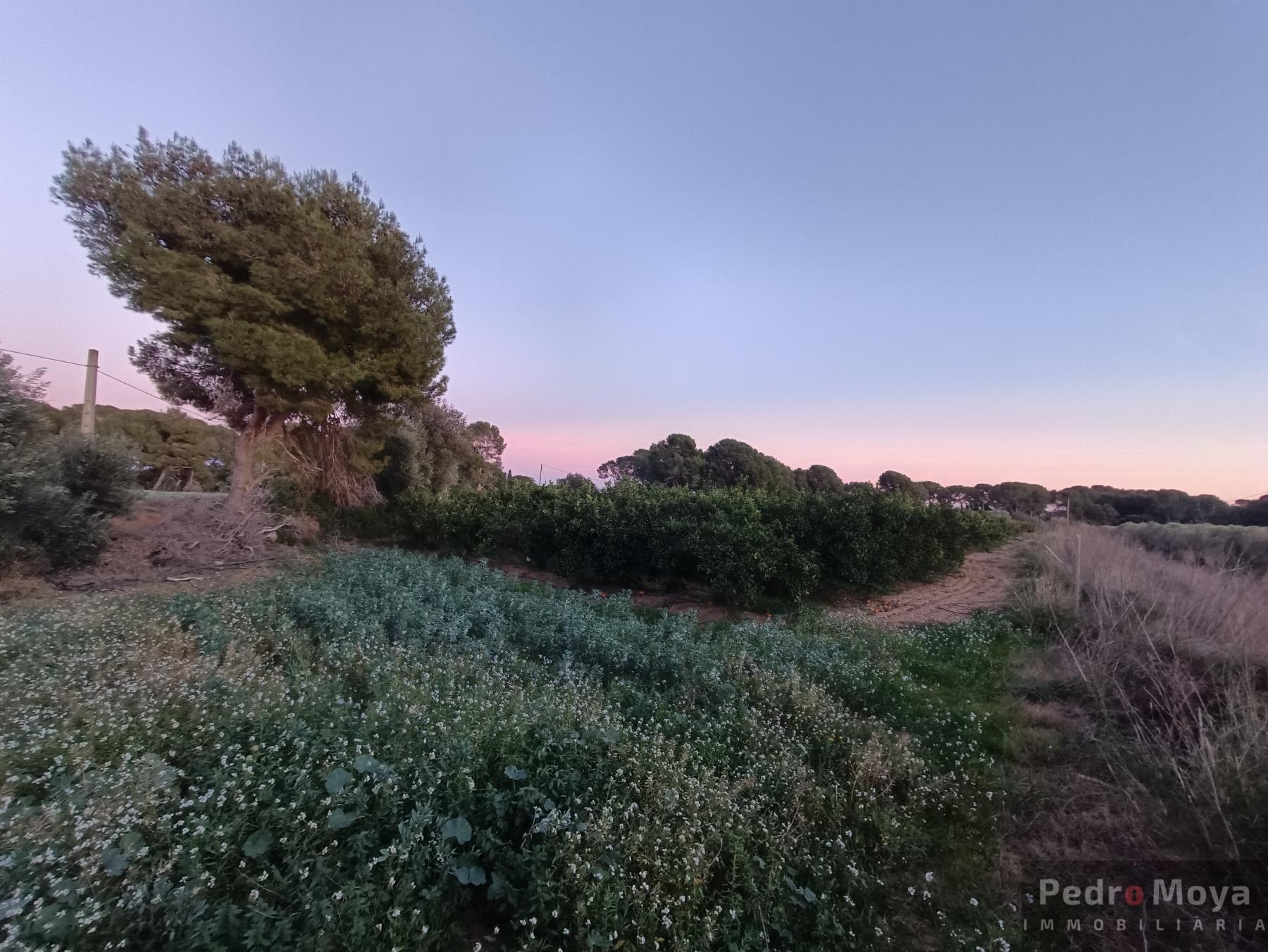 Venta de finca rústica en Cambrils