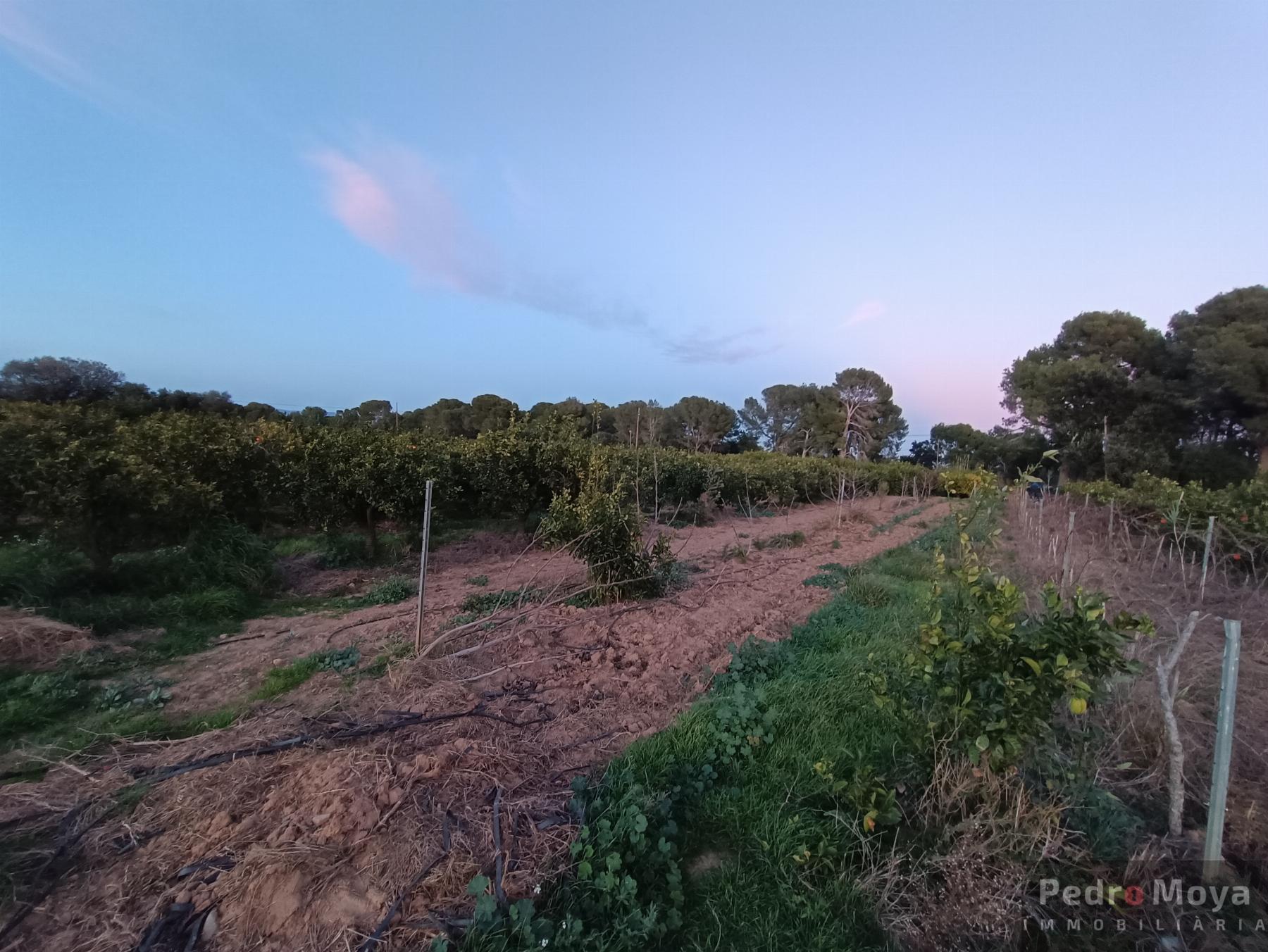 For sale of rural property in Cambrils