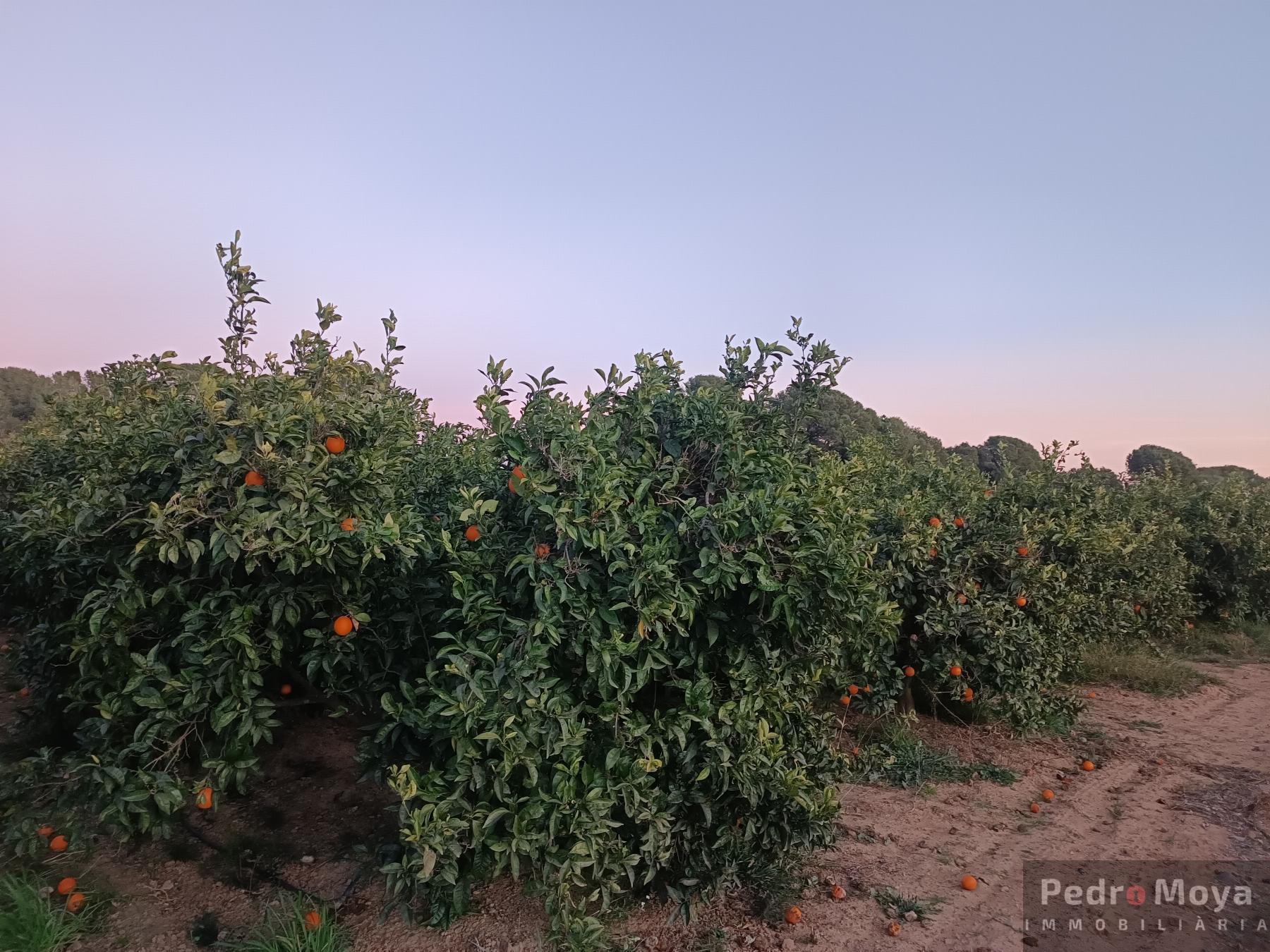 Venta de finca rústica en Cambrils