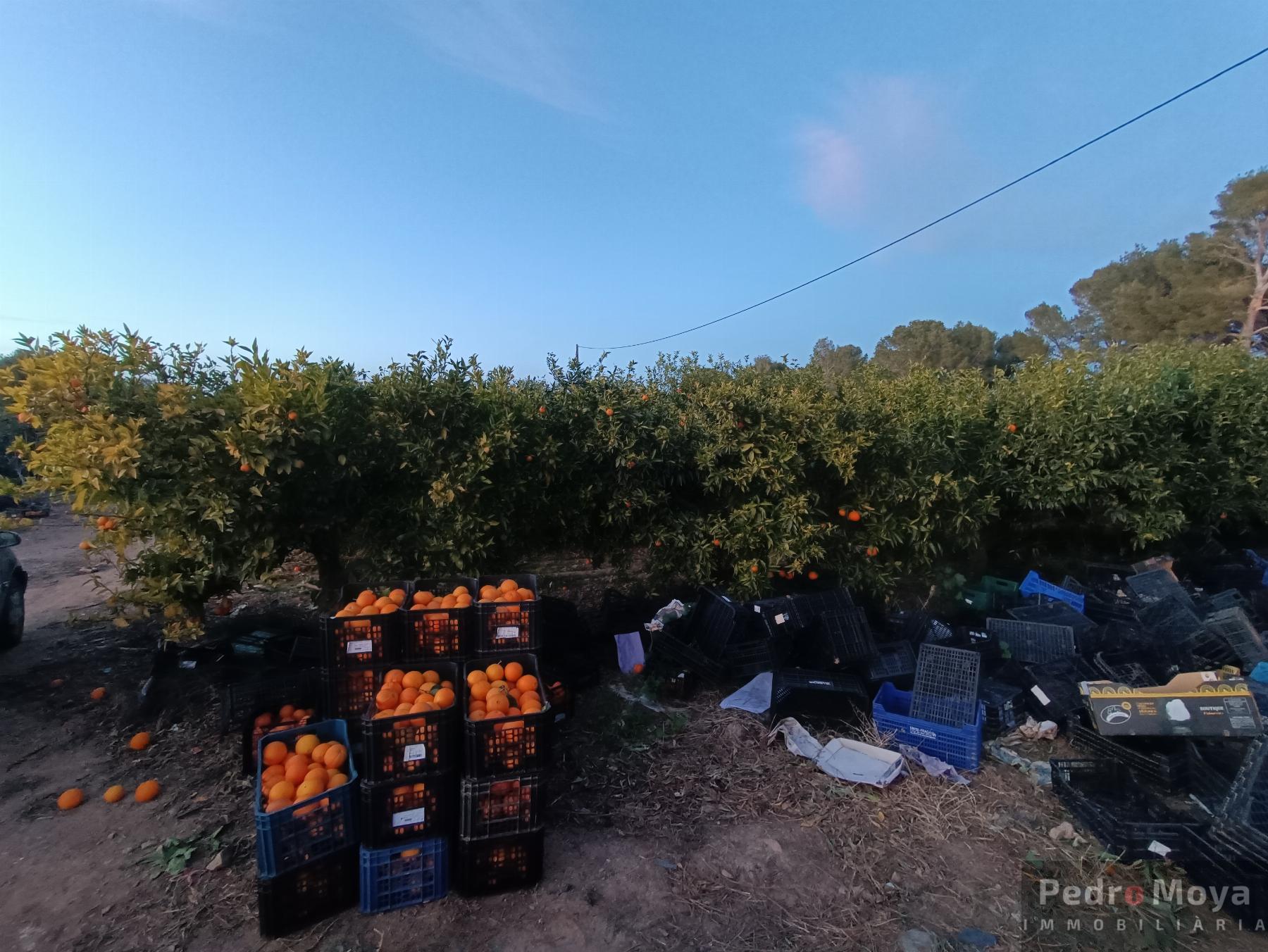 For sale of rural property in Cambrils