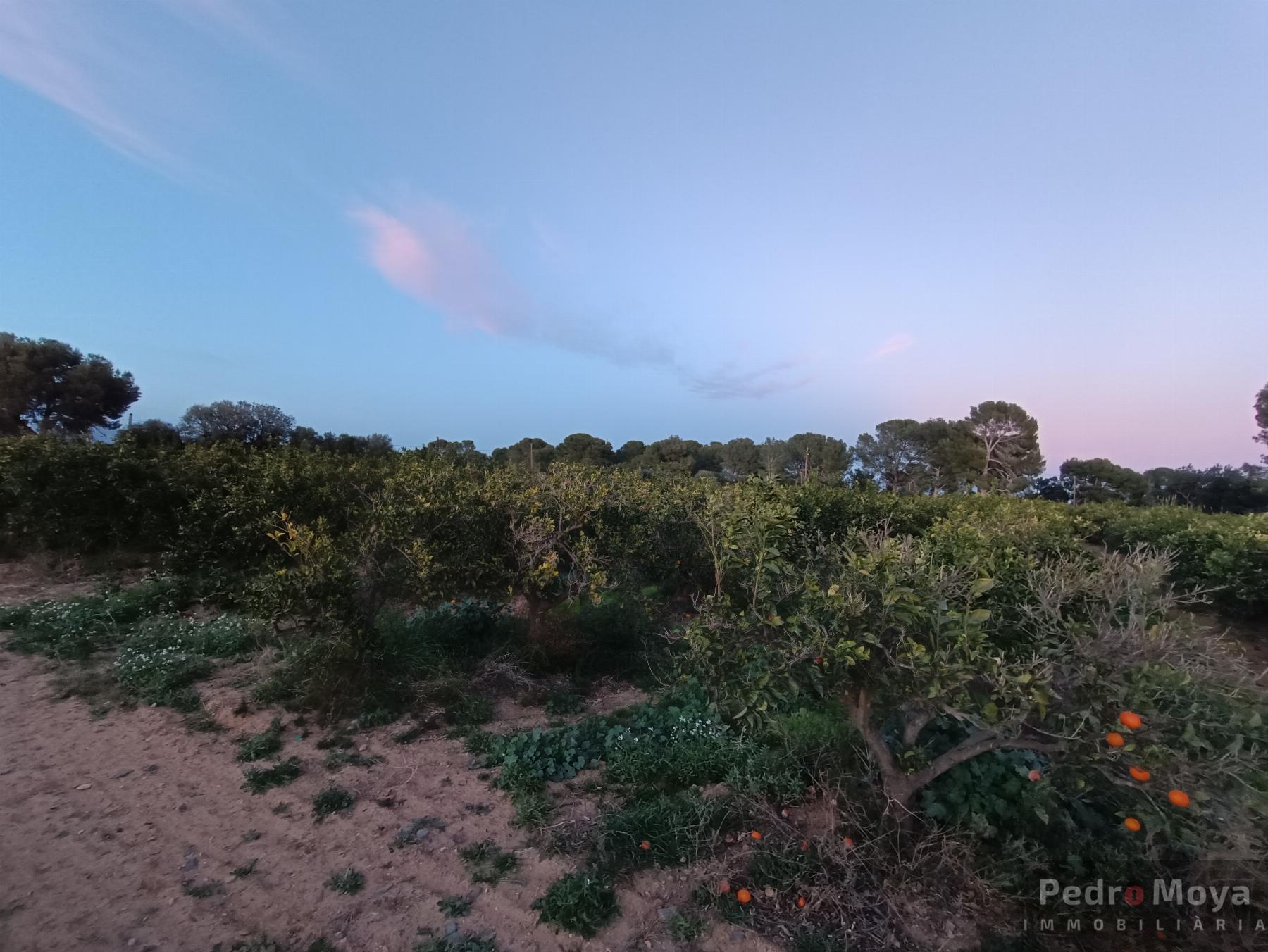 Venta de finca rústica en Cambrils