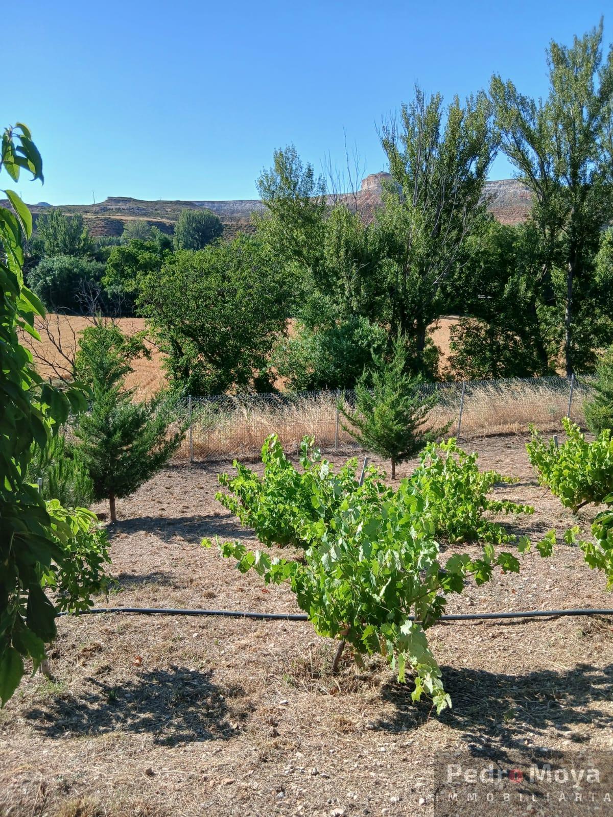 Venta de finca de recreo en Arcos de Jalón Venta de finca de recreo en Arcos de Jalón