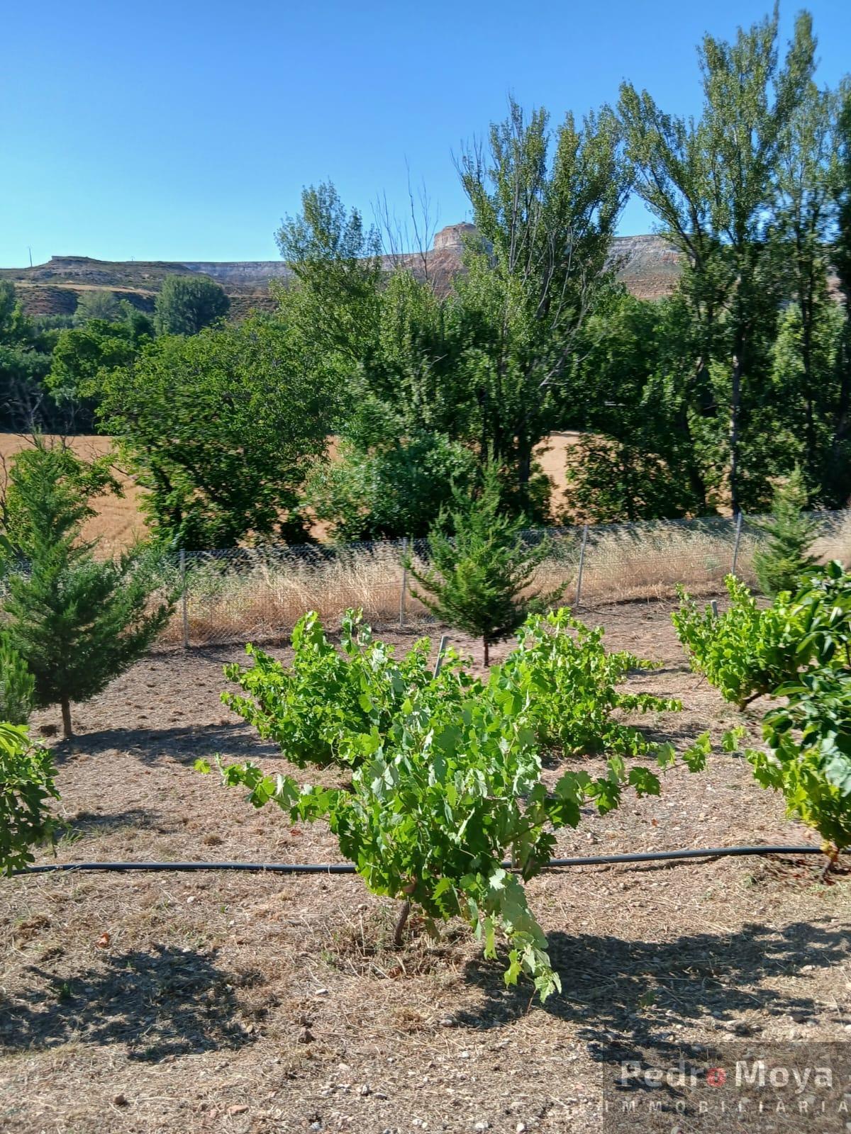 Venta de finca de recreo en Arcos de Jalón Venta de finca de recreo en Arcos de Jalón