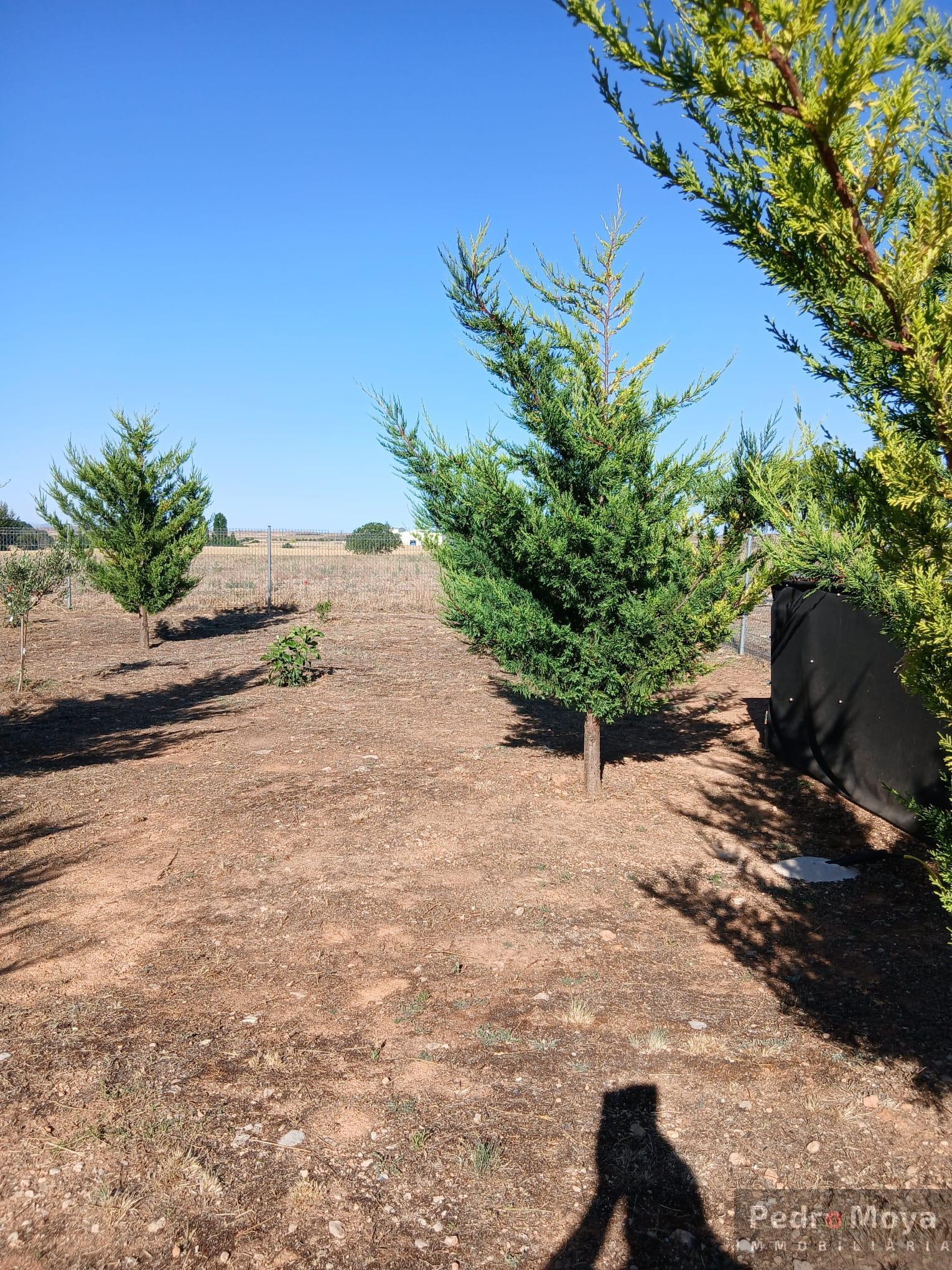 Venta de finca de recreo en Arcos de Jalón Venta de finca de recreo en Arcos de Jalón