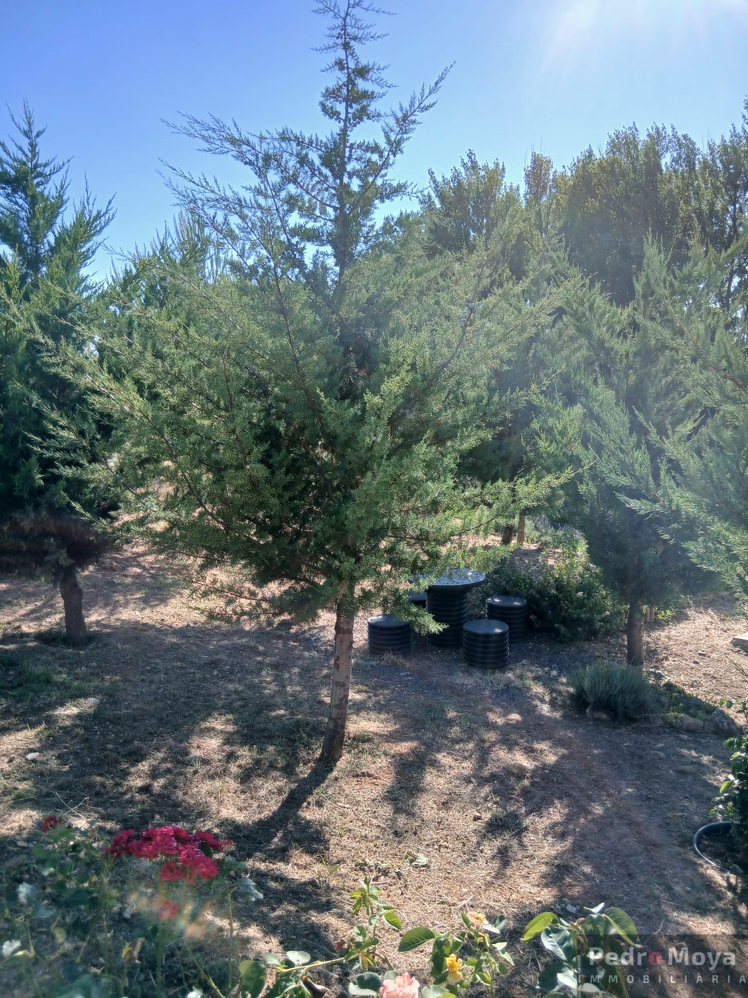 Venta de finca de recreo en Arcos de Jalón Venta de finca de recreo en Arcos de Jalón