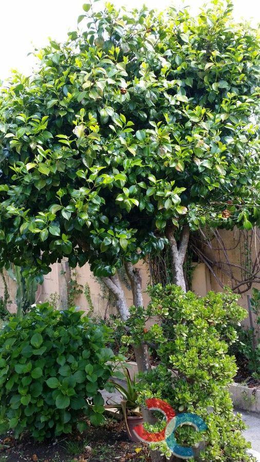 For sale of house in Bueu